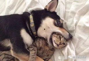 郑州爆料猫咪视频最新,萌宠瞬间引发网友热议